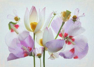 Composição floral etérea de Fangping Zhou