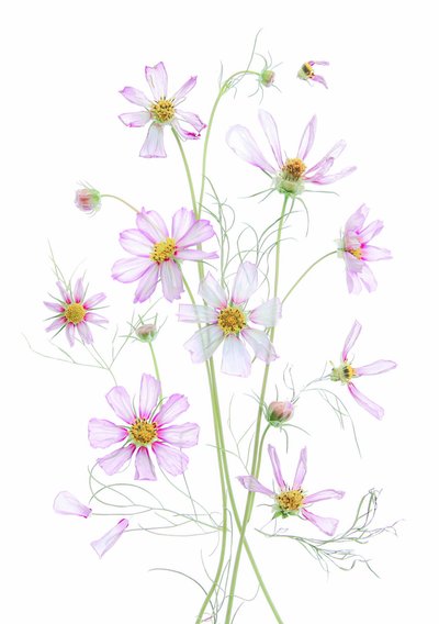 Cosmos rosa etéreo de Fangping Zhou