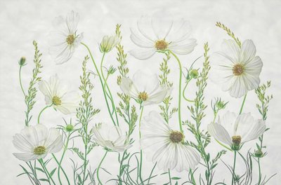 Prado de cosmos brancos de Fangping Zhou