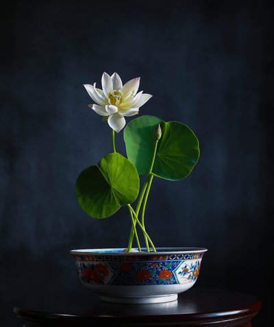 Serenidade do lótus branco de Fangping Zhou