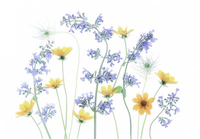 Flores de prado selvagem de Fangping Zhou