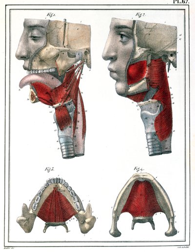 Anatomia da garganta e mandíbula, de &39;Manuel d&39;Anatomie descritivo do corpo Humain&39; por Jules Cloquet (1790-1883) 1825 de Feillet