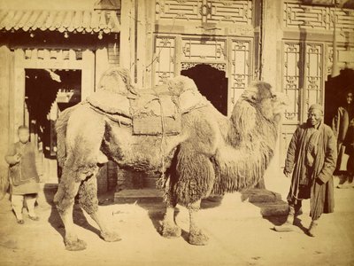 Camelo-bactriano com manipulador, c.1860 (fotogravura) de Felice Beato