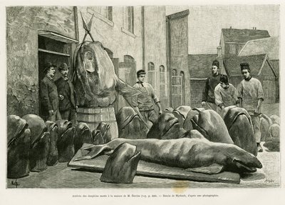 A chegada dos golfinhos mortos à casa do Sr. Ostrom na Ilha Torrents. Gravado por Myrbach para ilustrar a história Un mois dans l