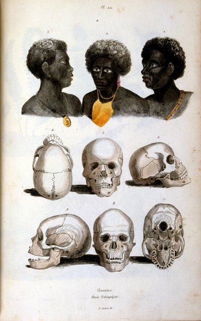 Ilustração antropológica que representa a raça etíope de Felix-Edouard Guerin