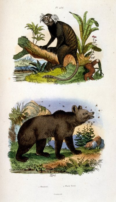 Ilustração botânica e zoológica de F. E. Guerin. De Dictionnaire pittoresque d
