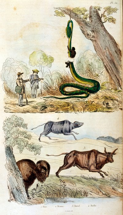 Ilustração botânica e zoológica de F. E. Guerin. De Dictionnaire pittoresque d
