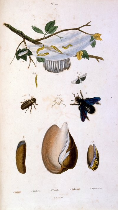 Ilustração botânica e zoológica de F. E. Guerin. De Dictionnaire pittoresque d
