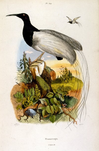 Ilustração botânica e zoológica de F. E. Guerin. De Dictionnaire pittoresque d
