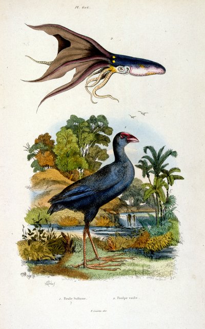 Ilustração botânica e zoológica de F. E. Guerin. De Dictionnaire pittoresque d
