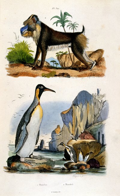 Ilustração botânica e zoológica de F. E. Guerin. De Dictionnaire pittoresque d