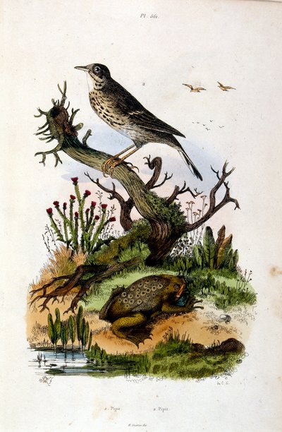 Ilustração botânica e zoológica de F. E. Guerin. De Dictionnaire pittoresque d