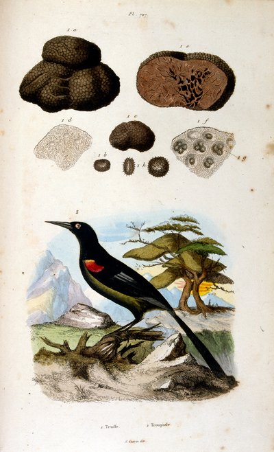 Ilustração botânica e zoológica de F. E. Guerin. De Dictionnaire pittoresque d