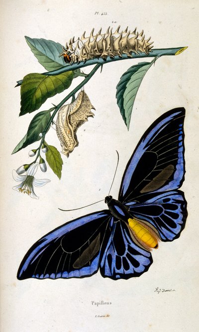 Ilustração botânica e zoológica de F. E. Guerin. De Dictionnaire pittoresque d
