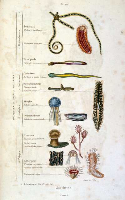 Ilustração botânica e zoológica de F. E. Guerin. De Dictionnaire pittoresque d