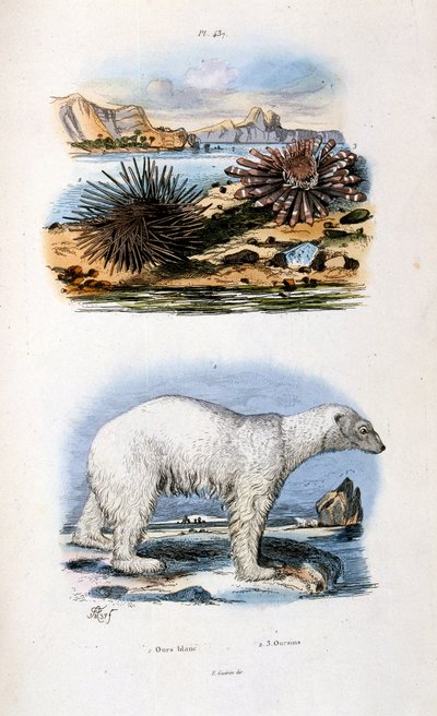 Ilustração botânica e zoológica de F. E. Guerin. De Dictionnaire pittoresque d