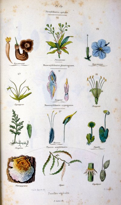 Ilustração botânica e zoológica de F. E. Guerin. De Dictionnaire pittoresque d