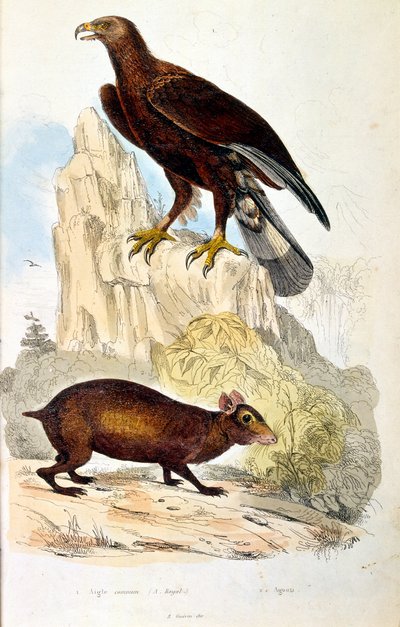 Ilustração botânica e zoológica de F. E. Guerin. De Dictionnaire pittoresque d