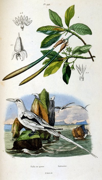 Ilustração botânica e zoológica de F. E. Guerin. De Dictionnaire pittoresque d