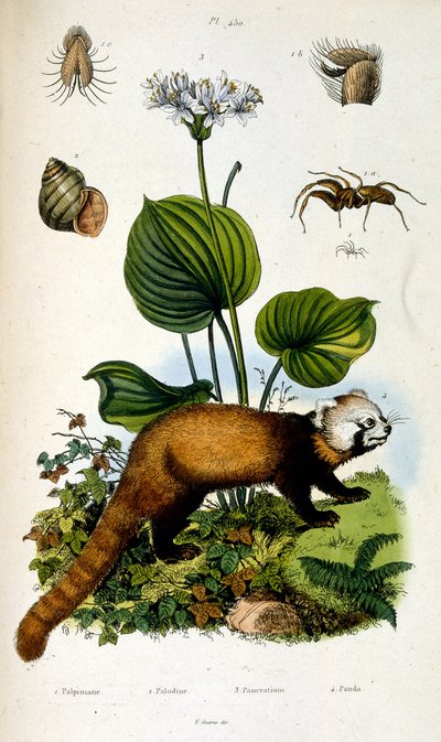 Ilustração botânica e zoológica de F. E. Guerin. De Dictionnaire pittoresque d