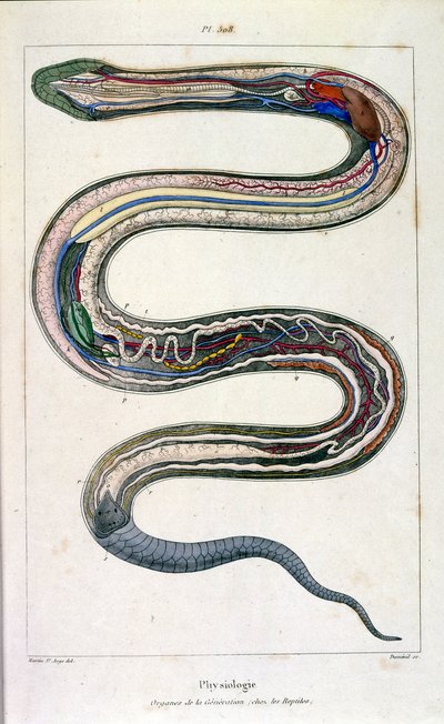Ilustração botânica e zoológica de F. E. Guerin. De Dictionnaire pittoresque d