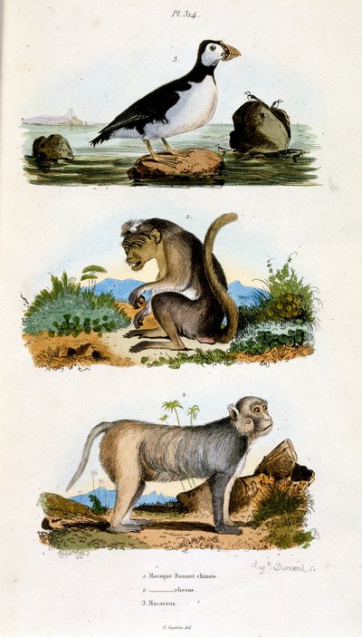 Ilustração botânica e zoológica de F. E. Guerin. De Dictionnaire pittoresque d