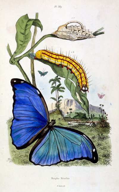 Ilustração botânica e zoológica de F. E. Guerin. De Dictionnaire pittoresque d