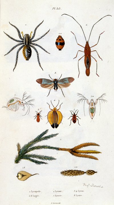 Ilustração botânica e zoológica de F. E. Guerin. De Dictionnaire pittoresque d