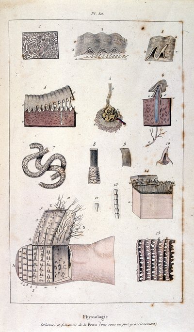 Ilustração botânica e zoológica de F. E. Guerin. De Dictionnaire pittoresque d