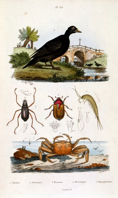 Ilustração botânica e zoológica de F. E. Guerin. De Dictionnaire pittoresque d