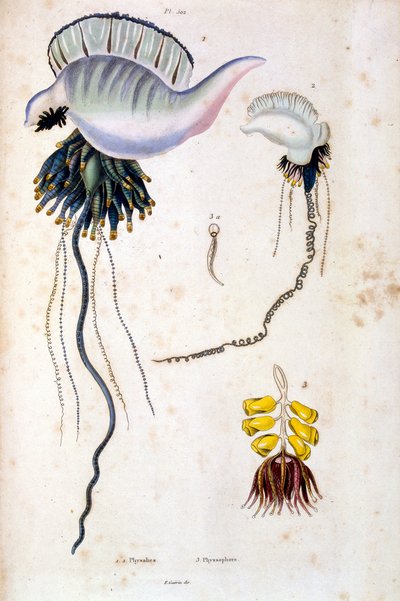 Ilustração botânica e zoológica de F. E. Guerin. De Dictionnaire pittoresque d