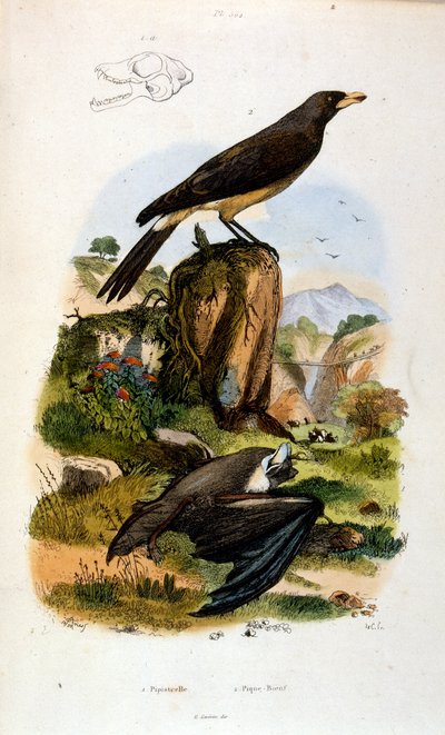 Ilustração botânica e zoológica de F. E. Guerin. De Dictionnaire pittoresque d