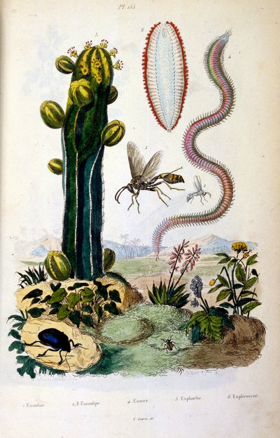 Ilustração botânica e zoológica de F. E. Guerin. De Dictionnaire pittoresque d