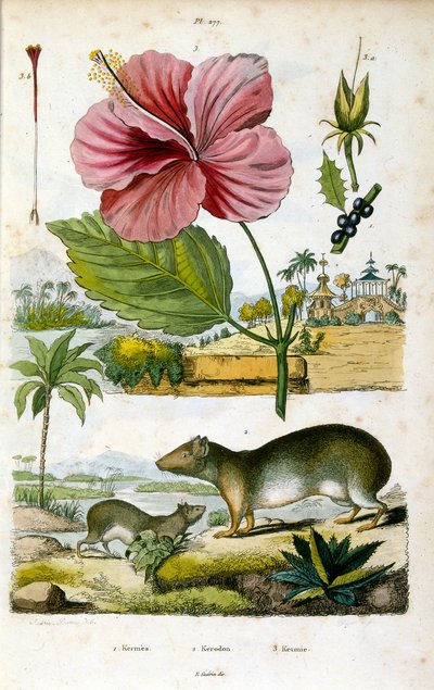 O género Kerodon (caviar das rochas da América do Sul), relacionado com as capivaras e os porquinhos-da-índia. Ilustração botânica e zoológica de F. E. Guerin. De Dictionnaire pittoresque d