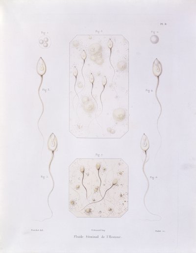 Fluido seminal, da Teoria Positiva do Envolvimento Espontâneo e Fechamento de Mamíferos e das Espécies Humanas por Pouchet de Felix-Archimede (1800-72) gravado por Oudet, Paris, 1847 de Felix Archimede Pouchet