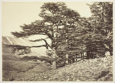 Cedros do Líbano de Félix Bonfils