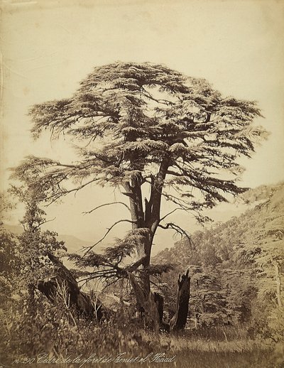 Grande cedro na floresta de Teniet el Haad, Líbano de Félix Bonfils