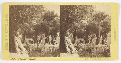 Der Garten der Oliven, Jerusalem, Nr. 576 aus der Serie "Ansichten von Palästina" de Félix Bonfils