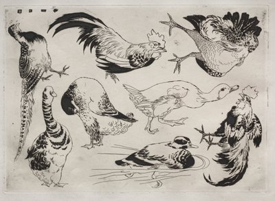 Serviço de Jantar (serviço Rousseau): Galos, patos, etc. (nº 13) de Felix Bracquemond