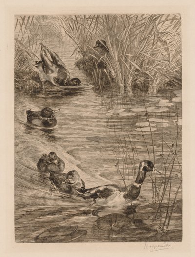 Patos brincando, c. 1870 de Felix Bracquemond