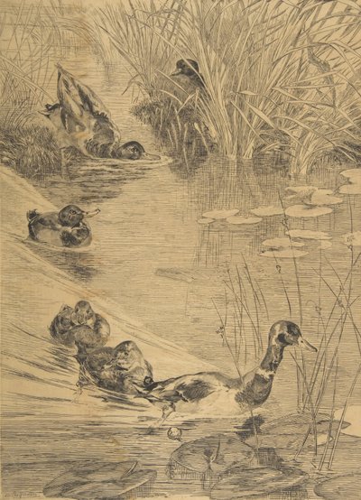 Pato Brincando, 1850-1914. de Felix Bracquemond