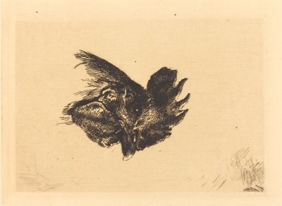Cabeça de galo de Felix Bracquemond