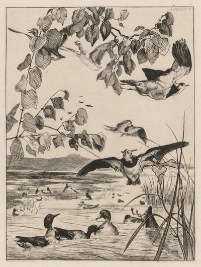 Galispos e cercetas, 1862. de Felix Bracquemond