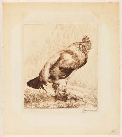 O Galo Velho de Felix Bracquemond