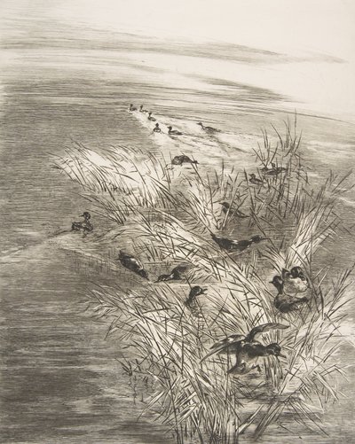 Juncos e marrecos, 1882. de Felix Bracquemond