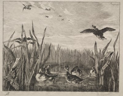 Teal, 1853. de Felix Bracquemond