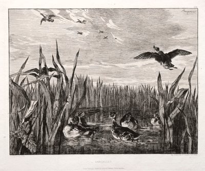 Teals de Felix Bracquemond
