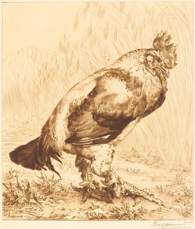 O galo velho de Felix Bracquemond