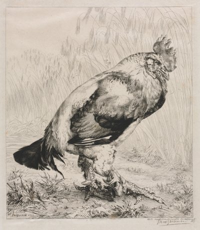 O galo velho de Felix Bracquemond