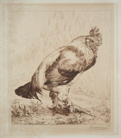 O galo velho de Felix Bracquemond